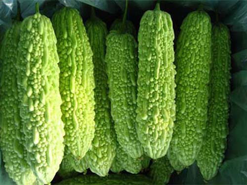 东莞蔬菜公司
