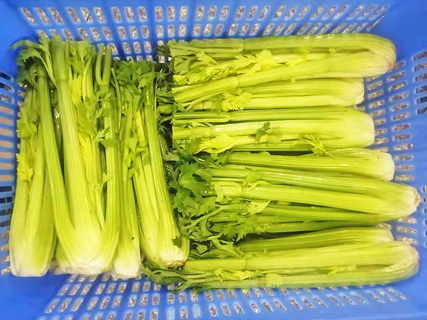 东莞蔬菜配送